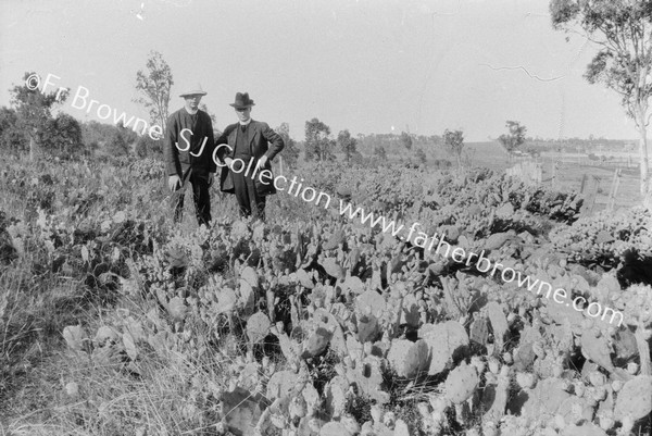 PRICKLY PEAR WITH PRIESTS